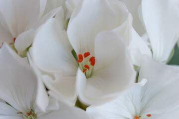 Obraz premium Delicate white flowers with vibrant orange stamens create a stunning visual display, showcasing intricate petal textures and natural beauty in a serene botanical setting