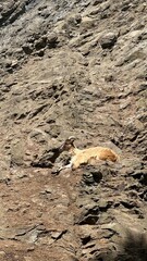 A goat in its natural environment resting on a rock slope