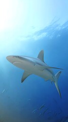 Fototapeta premium Gray shark swimming in the ocean.