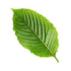 Mitragyna speciosa Korth or Kratom leaf solated on white, Mitragyna speciosa leaf Isolated on White background, PNG File.