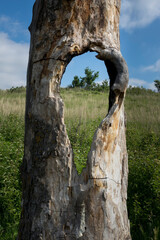 This Dead Tree, with a large hole, is along the hiking path at Konza Prairie Preserve near Manhattan Kansas. It gives you a unique view of the Flint HIlls and natural grasslands.