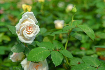 A white rose with an orange center stands out against the background of green leaves and other flowers. The plant looks healthy and well-maintained.