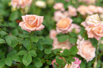 Pink roses with delicate petals and green leaves create a cozy atmosphere. The plants look fresh and attractive.