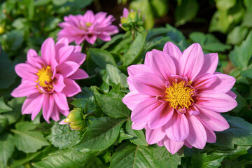 The hibiscus pink flowers with yellow stamens surrounded by green leaves. The flowers look fresh and bright against the green background.