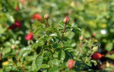 A rose buds surrounded by green leaves. The plants look healthy and well-maintained.