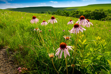 These purple coneflowers welcome hikers along the trail of the Konza Prairie of the Flint Hills near Manhattan, Kansas.