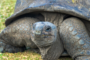 Obraz premium Close up portrait of a giant tortoise at Curieuse island, Seychelles