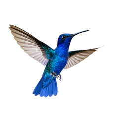 PNG A flying blue hummingbird photography birdwatching colorful