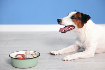 Cute dog and bowl with fresh natural products on floor near blue wall at home. Pet food