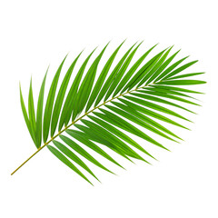 Obraz premium tropical nature green palm leaf isolated on transparent pattern background png file
