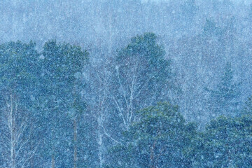 Snow falls steadily over a dense forest, covering the trees and ground in white.