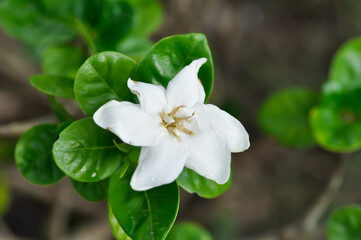 Cape jasmine, Gardenia augusta or Gardenia jasmine or Gardenia taitensis Heaven Scent or RUBIACEAE