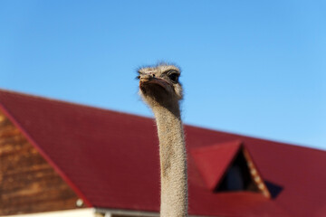 Ostrich gazes curiously at the camera under a clear blue sky near a rustic building