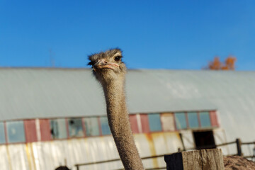 Ostrich curiously gazing at the camera in bright sunlight near a rustic farm