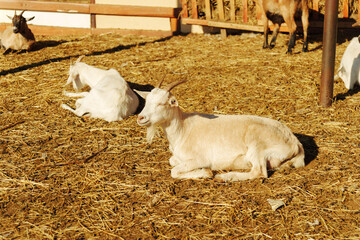Goat resting calmly in the sun on a farm in the countryside during a warm afternoon