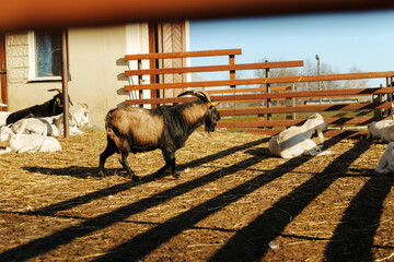 Goats relaxing in a sunny barnyard during late afternoon at a rural farm