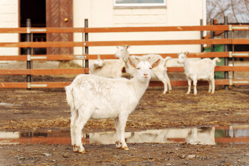 Several goats relax in a warm farmyard setting, enjoying the sun on a pleasant afternoon