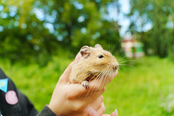 Friendly squirrel is gently cradled in a person hand, enjoying the warmth of the afternoon sun.