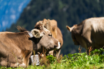 Peaceful Cows Grazing in the Swiss Alps