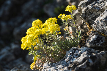 Golden Alpine Flower Illuminated by Sunlight in Switzerland