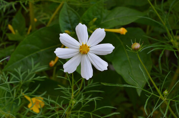  White blooming cosmos flower blossom.Closeup photo outdoors top view. Growing, planting, gardening concept.Free copy space.