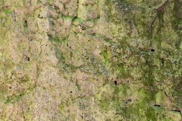 Natural mossy stone surface with green and brown textures