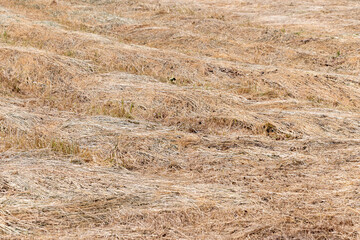 Sunlit field with dry hay