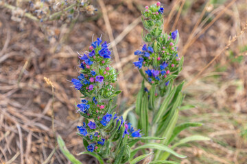 Vibrant purple viper's bugloss flowers blooming in natural habitat. Echium vulgare, blueweed