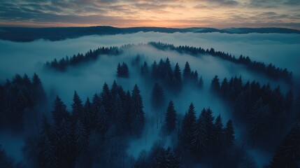 Misty forest landscape at sunrise.