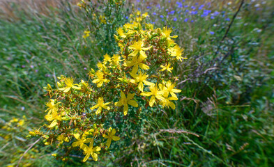 Yellow flowers in the meadow, wild St. John's wort