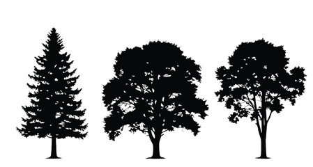 Fototapeta premium Tree Trio Silhouette: A collection of elegant silhouettes showcasing a variety of tree species, perfect for adding a touch of nature's charm to any design.