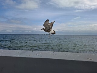 Seagull mid-flight above the sea, wings wide open over calm ocean waves. Dynamic coastal wildlife...