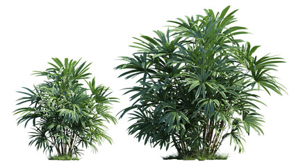 Detailed shot of two Rhapis Excelsa plants on a black background, enhancing detail