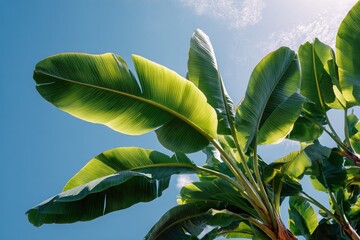 Lush green leaves reach towards sunny blue sky. Summer, nature, tropical