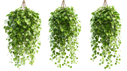 Three hanging silver dollar vines with lush green foliage on a black background