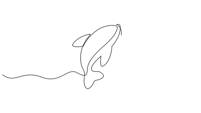 Animated self drawing of continuous one line draw wild whale fish swimming in sea life, Big fish mammal animal mascot concept for business logotype. Full length one line animation.