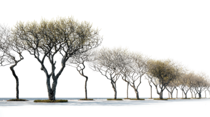 A row of trees with lush leaves on a white isolate background.