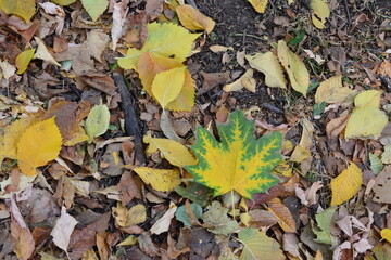Autumn Leaves on the Ground isolated top view