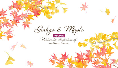 紅葉したモミジとイチョウの水彩イラスト。秋をイメージしたフレームデザイン。（ベクター。枝ごとのレイアウト変更可能）