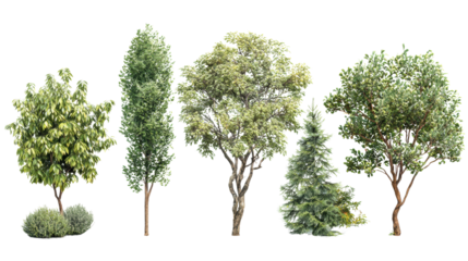 Different types of trees on white isolate background