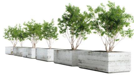 Four lush trees in modern concrete planters, white isolated background.