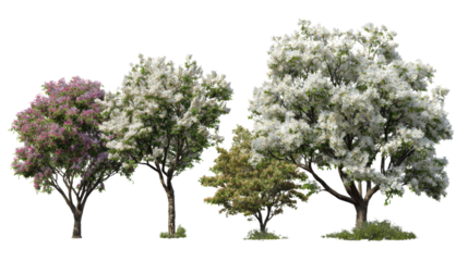 Four vibrant trees showcasing diverse foliage, isolated on a white background.