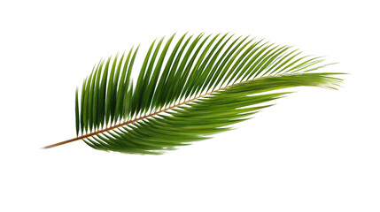 Obraz premium Green palm leaf isolated on a white background for design or decoration purposes.