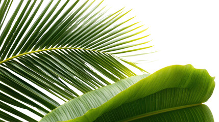 Obraz premium Lush green palm leaves on a white isolated background.