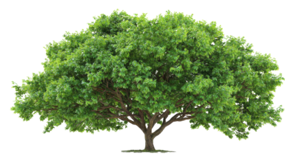 Lush green tree with a broad canopy, isolated on a white background.