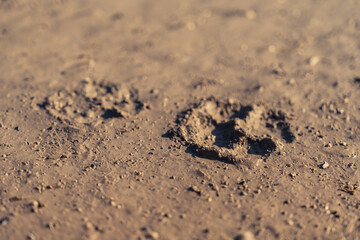 Single Dog Paw Print in Wet Mud