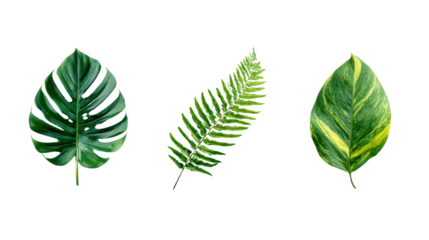 Three vibrant green leaves isolated on a white background for use in various design projects.