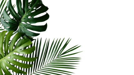 Tropical palm leaves with vibrant green colors on a white isolated background.