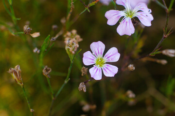 close-up of a beautiful VACCARIA HISPANICA flower in a field