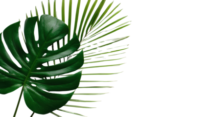 Tropical green leaves arranged elegantly, perfect for design or botanical themes, white isolated background.